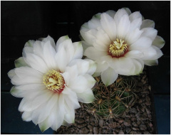 Gymnocalycium mesopotamicum 01.jpg