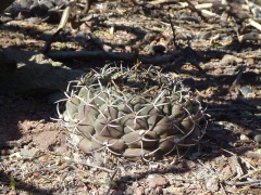 Gymnocalycium schickendantzii ssp. delaetii 1h.JPG