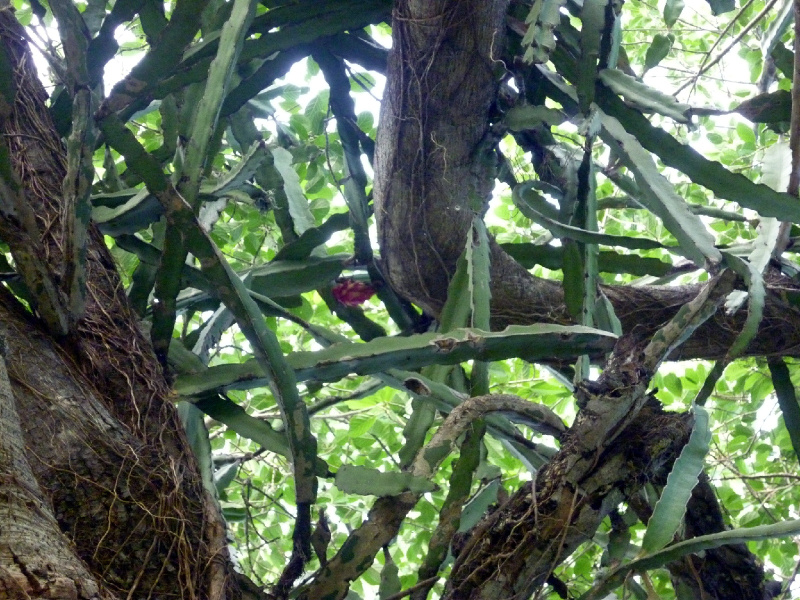 Файл:Hylocereus ocamponis.jpeg