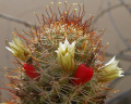 Mammillaria armillata 02.jpg