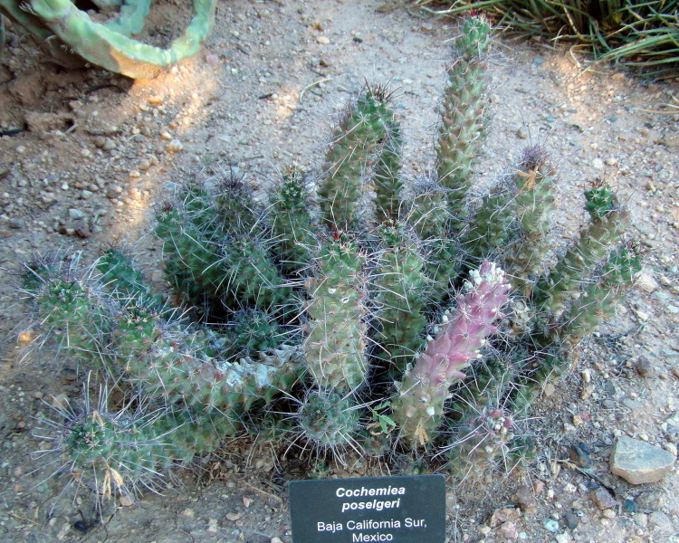 Файл:Mammillaria poselgeri 12.JPG