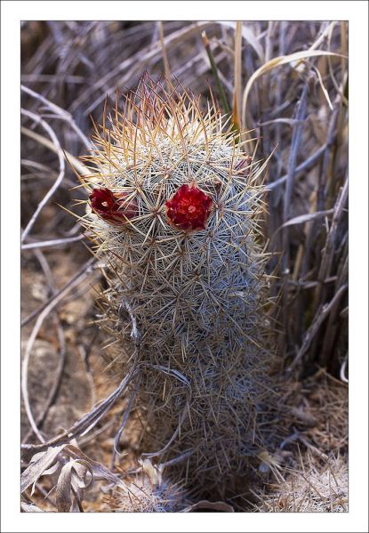 Файл:Mammillaria pottsii.jpg