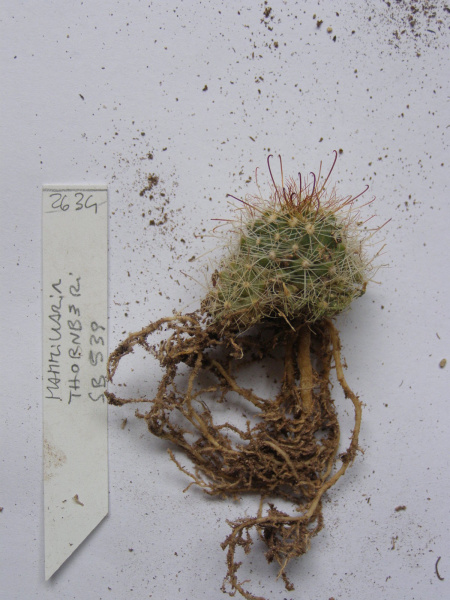 Файл:Mammillaria tornberi 4.jpg