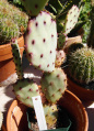 Opuntia macrocentra 4.JPG