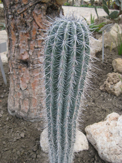 Pachycereus pringlei.jpg