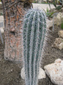 Pachycereus pringlei