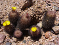 Parodia microsperma ssp. horrida 8.jpeg