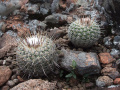 Parodia neohorstii 10.JPG