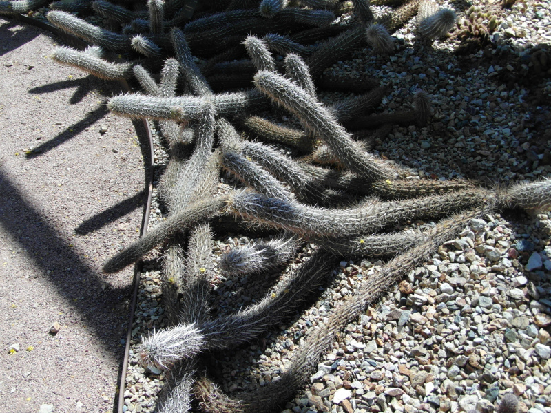 Файл:Stenocereus eruca 4.JPG