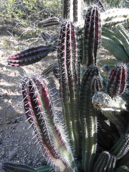 Файл:Stenocereus pruinosus 17.JPG