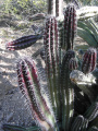 Stenocereus pruinosus 17.JPG