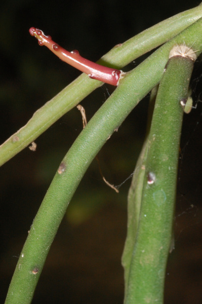 Файл:Weberocereus tunilla ssp. biolleyi.jpg