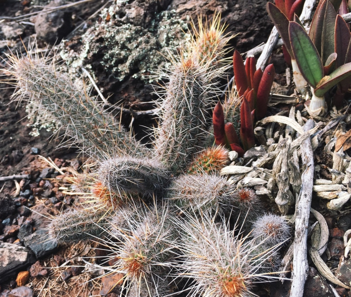 Файл:Arthrocereus glaziovii 2.jpg