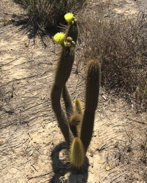 Файл:Bergerocactus emoryi 4.jpg