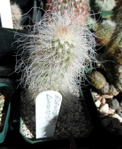 Echinocereus longisetus ssp. longisetus.JPG