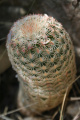 Echinocereus rigidissimus ssp. rigidissimus 1.jpg