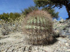 Echinopsis formosa ssp. randallii.JPG