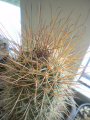 Echinopsis haematantha 5.jpg