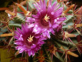 Ferocactus latispinus ssp. latispinus 2.jpg