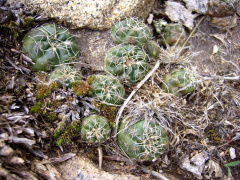 Gymnocalycium andreae 3.jpg