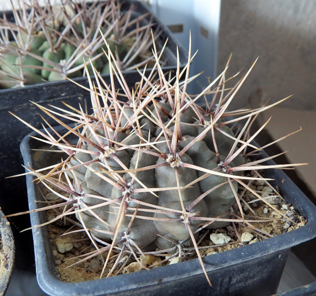 Файл:Gymnocalycium gibbosum var. nobile-5.jpg