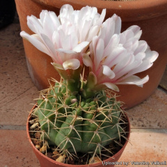 Gymnocalycium ritterianum 12978.jpg