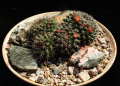Mammillaria bocensis 1o.jpg