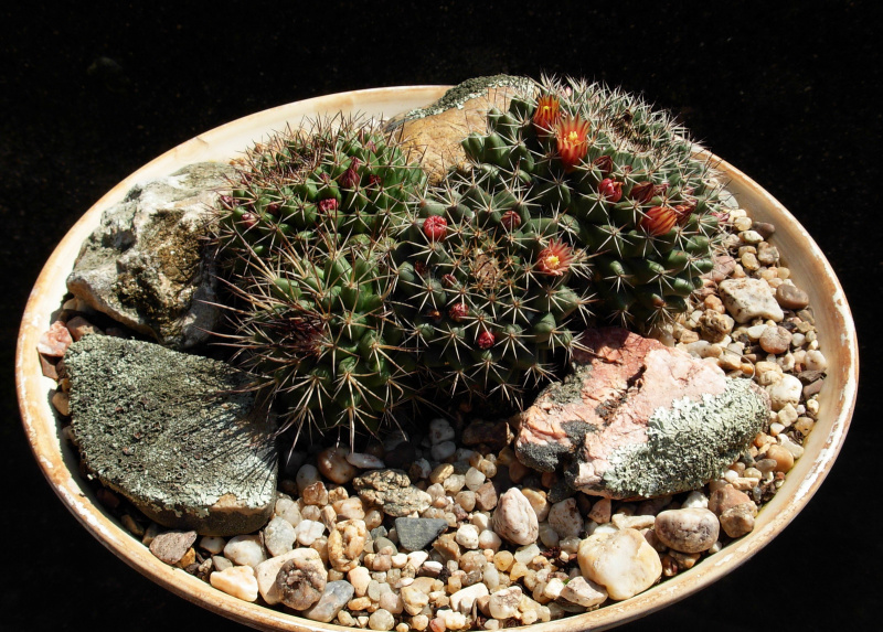 Файл:Mammillaria bocensis 1o.jpg