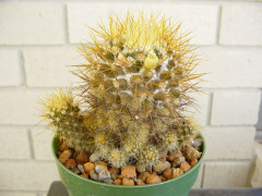 Mammillaria nivosa 01.jpg