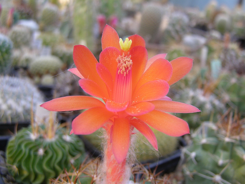 Файл:Matucana intertexta 3.jpg