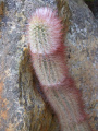 Micranthocereus violaciflorus