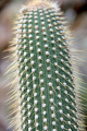 Cleistocactus tominensis ssp. micropetalus