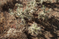 Cylindropuntia whipplei 45.JPG
