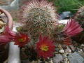 Echinocereus russanthus SB 420