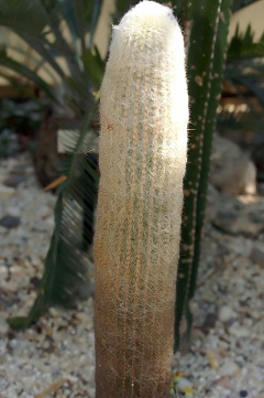 Espostoa hylaea 1.jpg