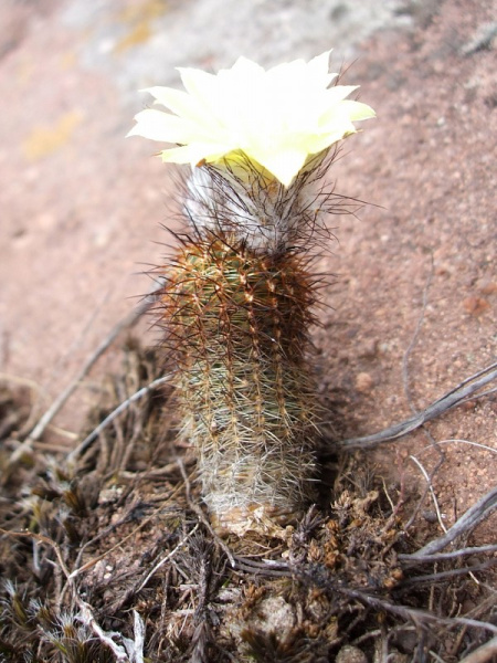 Файл:Frailea gracillima ssp. horstii.JPG