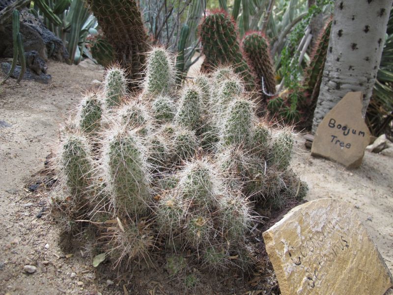 Файл:Mammillaria pondii ssp. setispina 1.jpg