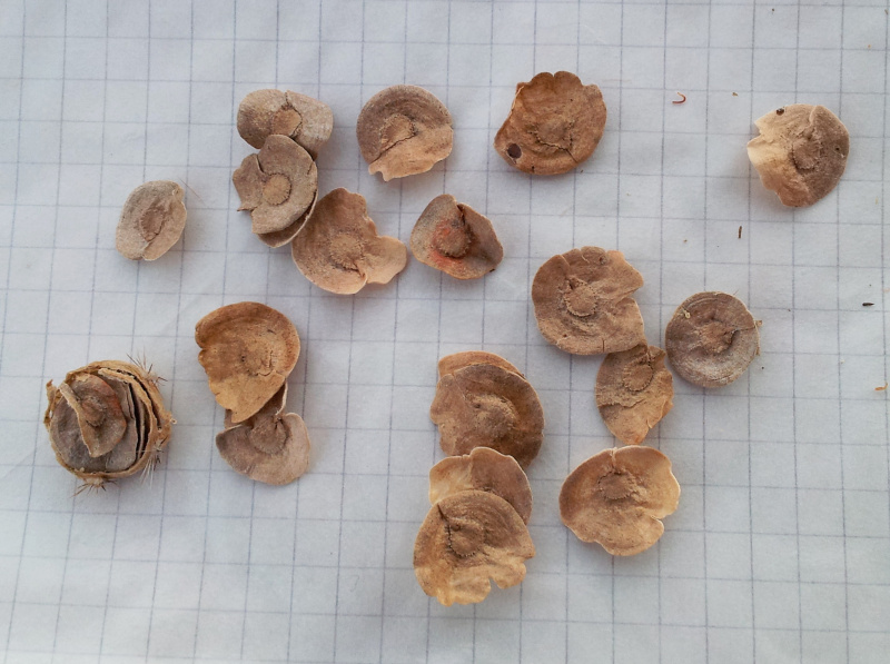 Файл:Pterocactus seeds.jpg