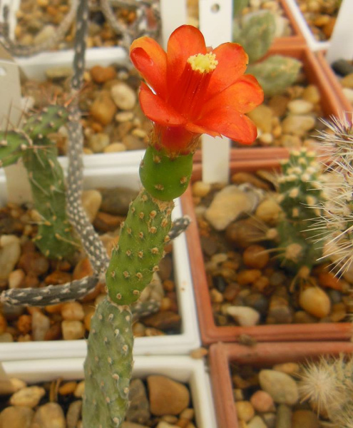 Файл:Tacinga inamoena ssp. subcylindrica 1.jpg