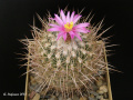 Thelocactus conothelos ssp. argenteus SB 311