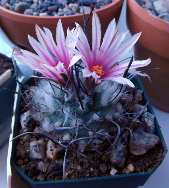 Файл:Turbinicarpus schmiedickeanus.jpg