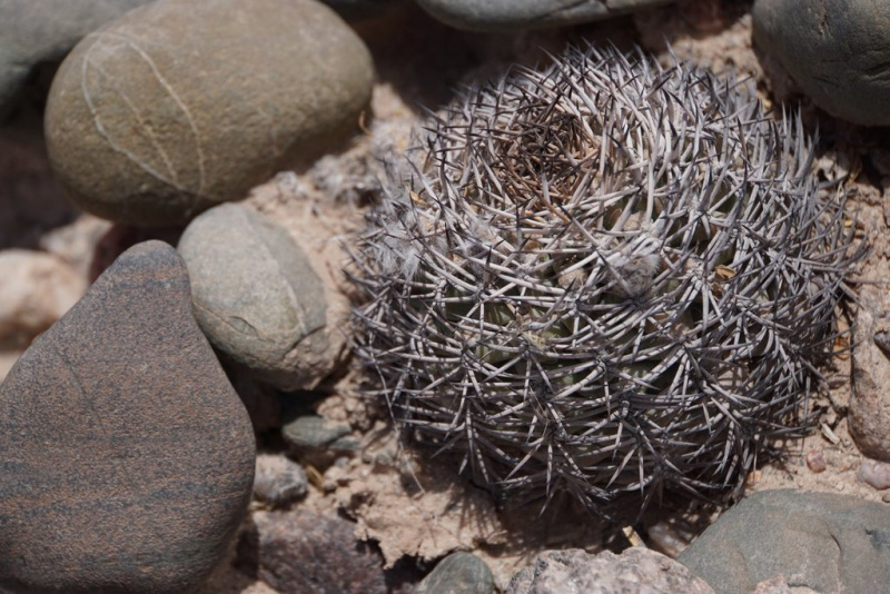 Файл:Acanthocalycium thionanthum 2h.jpeg