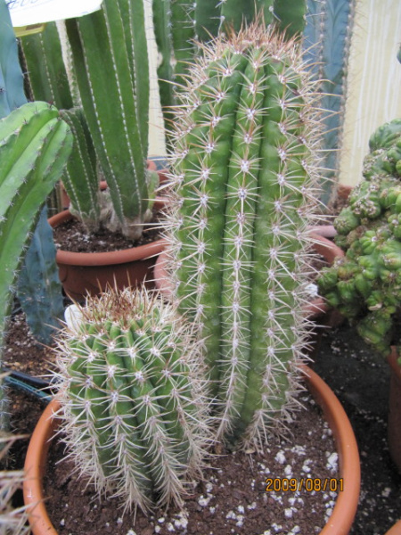 Файл:Coleocephalocereus goebelianus.jpg