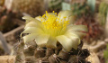 Copiapoa humilis ssp. tenuissima 5.jpg