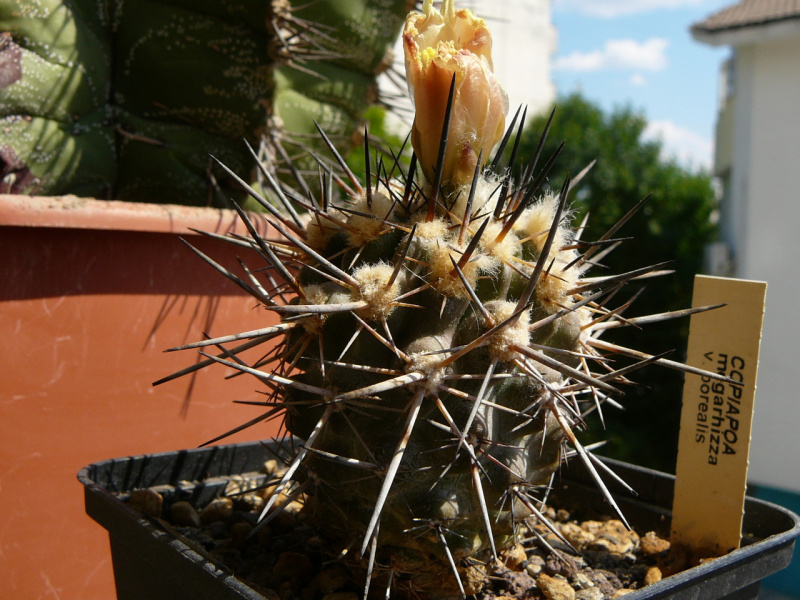 Файл:Copiapoa megarhiza ssp. megarhiza 1.jpg