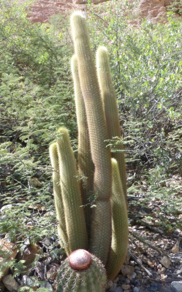 Файл:Haageocereus pseudomelanostele ssp. chryseus 265.jpg