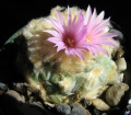 Lophophora williamsii var. decipiens