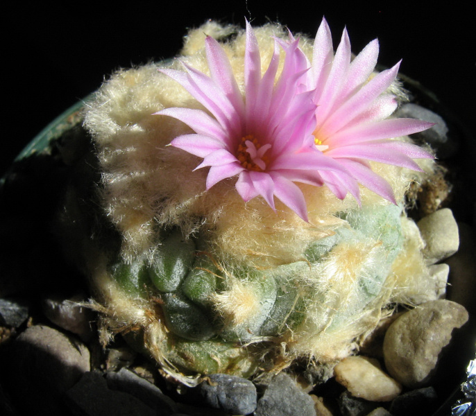 Файл:Lophophora williamsii var. decipiens.JPG