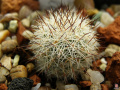 Mammillaria albicans.jpg