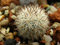 Mammillaria albicans.jpg